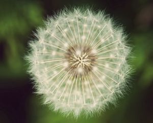 Preview wallpaper dandelion, fluff, white, green, seeds, flowers