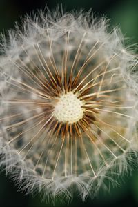 Preview wallpaper dandelion, fluffy, plant, macro