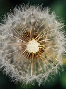 Preview wallpaper dandelion, fluffy, plant, macro