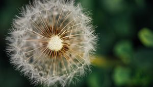 Preview wallpaper dandelion, fluffy, plant, macro