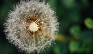 Preview wallpaper dandelion, fluffy, plant, macro