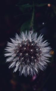 Preview wallpaper dandelion, fluffy, white, flower, macro