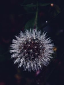 Preview wallpaper dandelion, fluffy, white, flower, macro