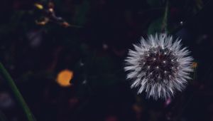 Preview wallpaper dandelion, fluffy, white, flower, macro