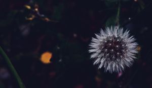 Preview wallpaper dandelion, fluffy, white, flower, macro