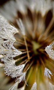 Preview wallpaper dandelion, frost, petals, background