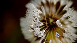 Preview wallpaper dandelion, frost, petals, background