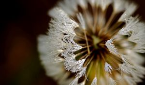 Preview wallpaper dandelion, frost, petals, background