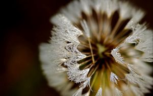 Preview wallpaper dandelion, frost, petals, background