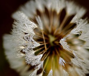 Preview wallpaper dandelion, frost, petals, background