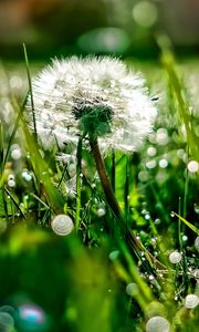 Preview wallpaper dandelion, grass, dew, plant