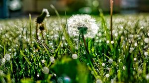 Preview wallpaper dandelion, grass, dew, plant