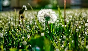 Preview wallpaper dandelion, grass, dew, plant