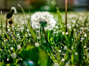 Preview wallpaper dandelion, grass, dew, plant