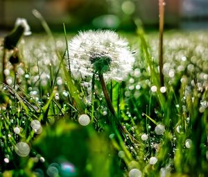 Preview wallpaper dandelion, grass, dew, plant