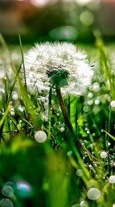 Preview wallpaper dandelion, grass, drops, dew, light