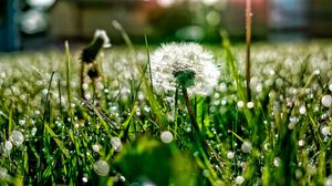 Preview wallpaper dandelion, grass, drops, dew, light