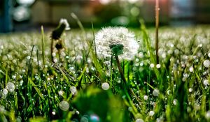 Preview wallpaper dandelion, grass, drops, dew, light