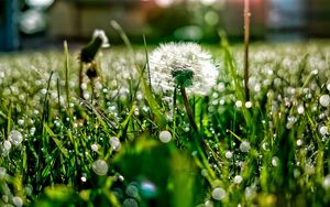 Preview wallpaper dandelion, grass, drops, dew, light