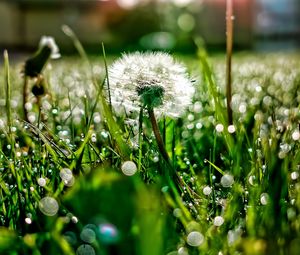 Preview wallpaper dandelion, grass, drops, dew, light