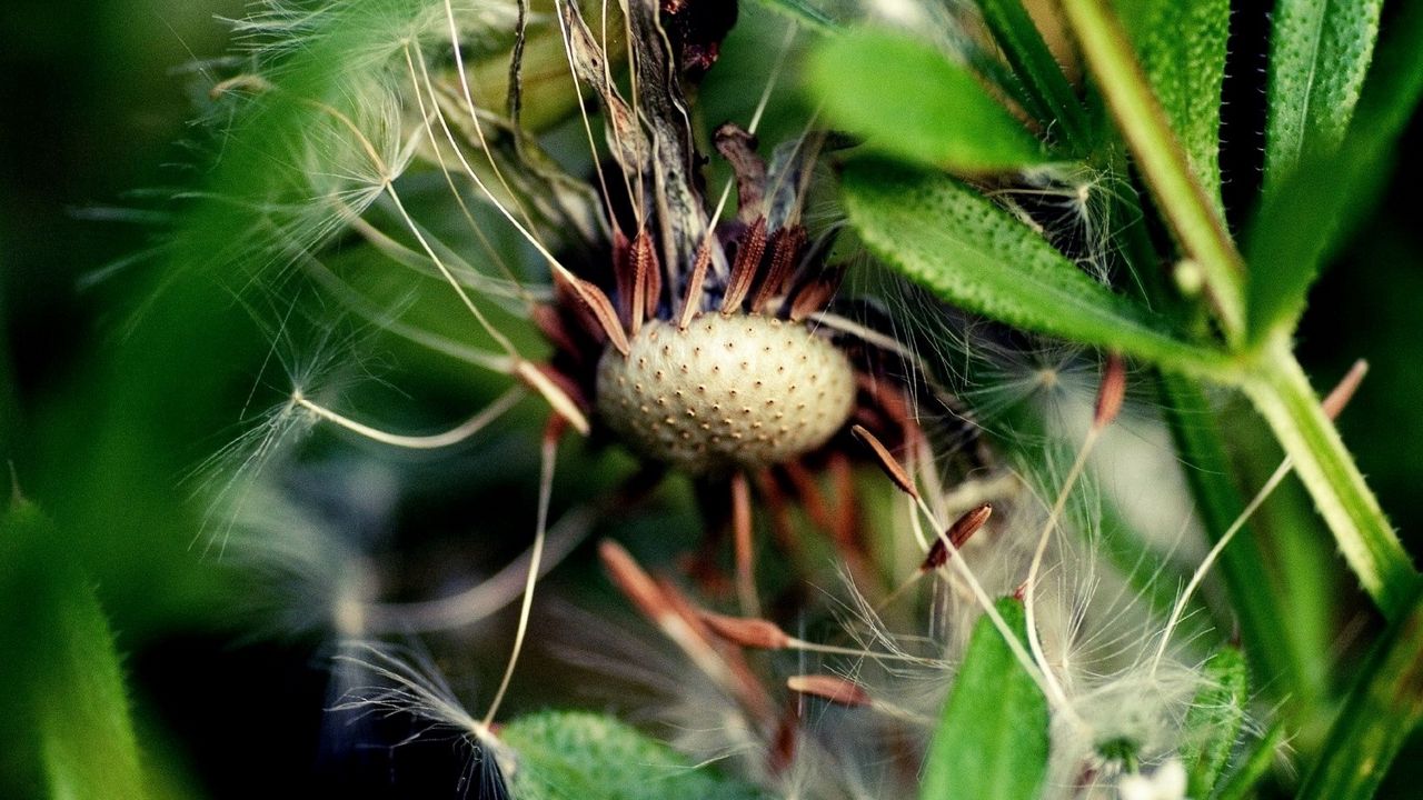 Wallpaper dandelion, grass, fall, old, seeds