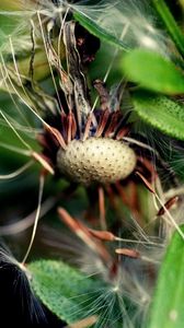 Preview wallpaper dandelion, grass, fall, old, seeds