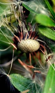 Preview wallpaper dandelion, grass, fall, old, seeds