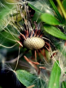 Preview wallpaper dandelion, grass, fall, old, seeds