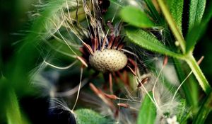 Preview wallpaper dandelion, grass, fall, old, seeds