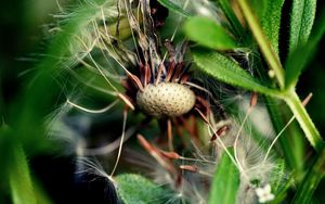 Preview wallpaper dandelion, grass, fall, old, seeds