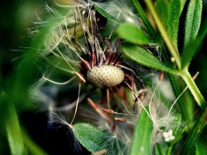 Preview wallpaper dandelion, grass, fall, old, seeds