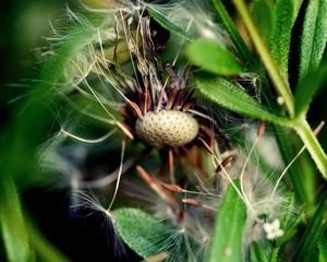 Preview wallpaper dandelion, grass, fall, old, seeds