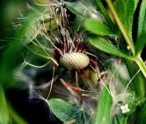 Preview wallpaper dandelion, grass, fall, old, seeds