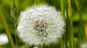 Preview wallpaper dandelion, grass, feathers, seeds