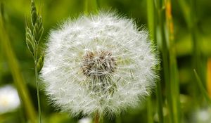 Preview wallpaper dandelion, grass, feathers, seeds