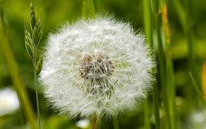 Preview wallpaper dandelion, grass, feathers, seeds