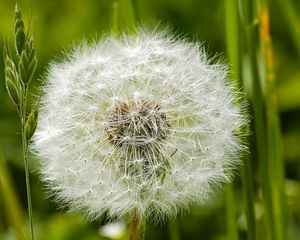 Preview wallpaper dandelion, grass, feathers, seeds