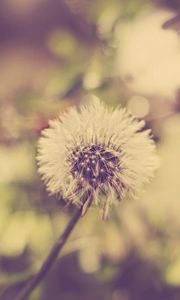 Preview wallpaper dandelion, grass, feathers, seeds