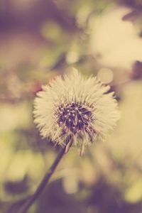 Preview wallpaper dandelion, grass, feathers, seeds