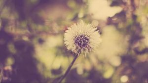 Preview wallpaper dandelion, grass, feathers, seeds