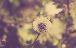 Preview wallpaper dandelion, grass, feathers, seeds