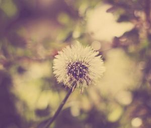 Preview wallpaper dandelion, grass, feathers, seeds