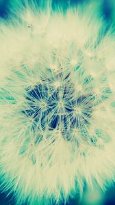 Preview wallpaper dandelion, grass, flowers, feathers