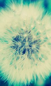 Preview wallpaper dandelion, grass, flowers, feathers