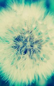 Preview wallpaper dandelion, grass, flowers, feathers