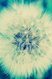 Preview wallpaper dandelion, grass, flowers, feathers