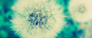 Preview wallpaper dandelion, grass, flowers, feathers