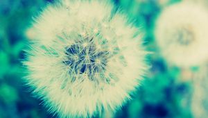 Preview wallpaper dandelion, grass, flowers, feathers