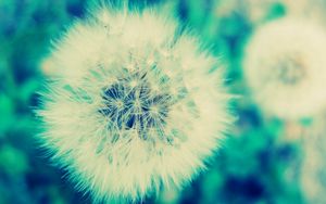 Preview wallpaper dandelion, grass, flowers, feathers