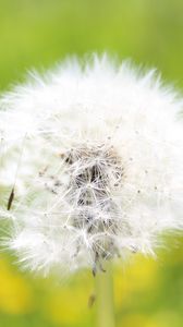 Preview wallpaper dandelion, grass, light, fluff, flight